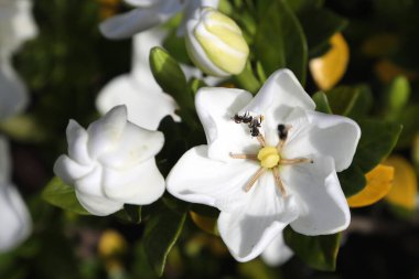 Güzel beyaz gardenya çiçeğinin yakınındaki yerel bal arıları polen topluyor.