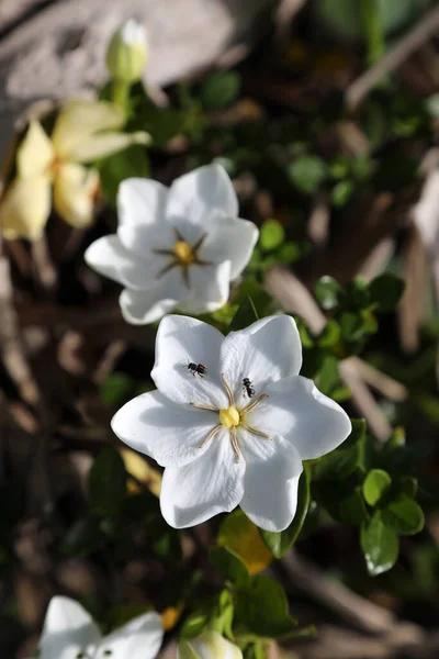Κοντινό Πλάνο Του Όμορφου Λευκού Λουλουδιού Γαρδένιας Γηγενείς Μέλισσες Που — Φωτογραφία Αρχείου