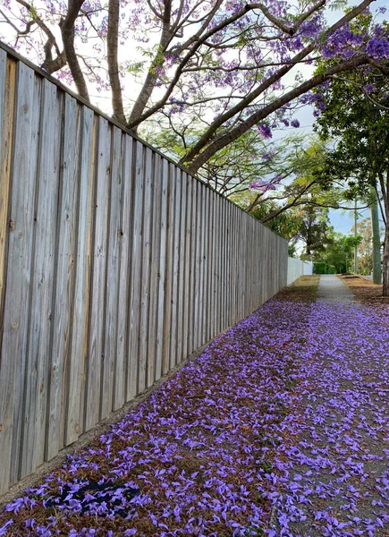 Hermosas Flores Jacandra Púrpura Bordeando Camino Calle Suburbana — Foto de Stock