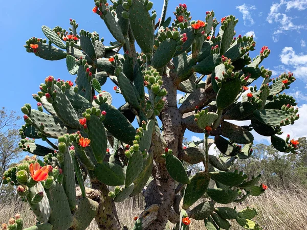 Prickly Pear Cactus Beautiful Bright Orange Flowers Thorns Stock Photo