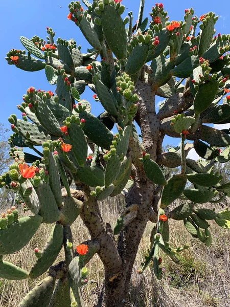 Prickly Pear Cactus Beautiful Bright Orange Flowers Thorns Royalty Free Stock Images