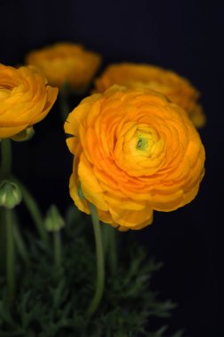 Güzel sarı Runucculi çiçekleri siyah arkaplanlı