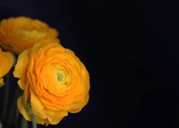 Vackra Gyllene Gula Runucculi Blommor Med Svart Bakgrund — Stockfoto