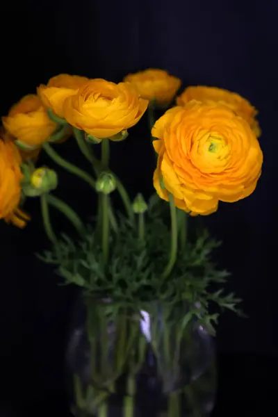 Hermosas Flores Runucculi Color Amarillo Dorado Con Fondo Negro —  Fotos de Stock