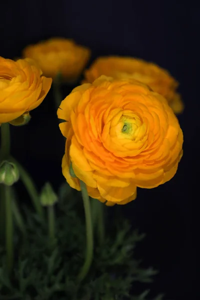 Золотисто Желтые Цветки Рунукули Черном Фоне — стоковое фото