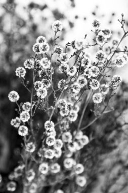 Narin pembe ve beyaz Avustralya Yerlisi çiçekleri