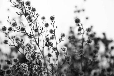 Narin pembe ve beyaz Avustralya Yerlisi çiçekleri