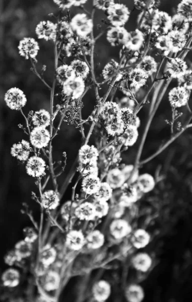 Jemné Růžové Bílé Australské Původní Květiny — Stock fotografie