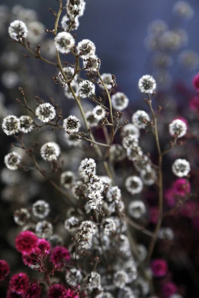 Delicate pink and white Australian Native flowers