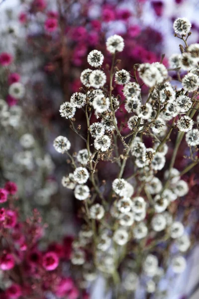 Delicate Roze Witte Australische Inheemse Bloemen — Stockfoto