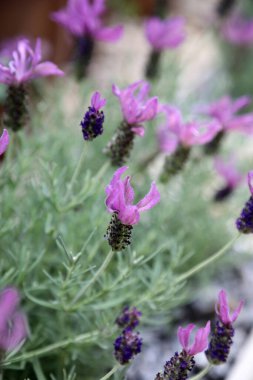 Etrafı yemyeşil yapraklarla çevrili güzel mor lavanta dekoru.