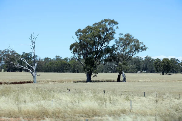 Vistas Piquetes Árvores Vale Yarra Victoria Austrália — Fotografia de Stock