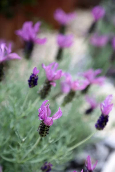 Schöne Darstellung Von Violettem Lavendel Umgeben Von Sattgrünen Blättern — Stockfoto