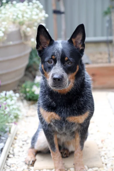 Дуже Серйозна Австралійська Собака Гарними Відмітками — стокове фото