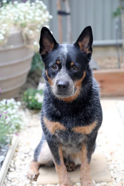 Perro Ganado Australiano Muy Serio Con Hermosas Marcas — Foto de Stock