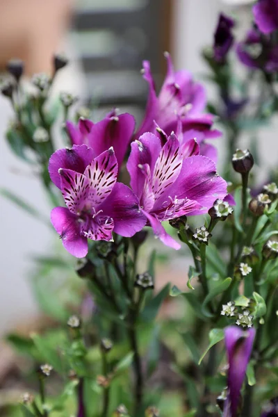 Hermosas Flores Astroemeria Púrpura Rodeadas Hojas Verdes — Foto de Stock