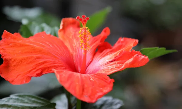 带有绿叶背景的橙红色芙蓉花 — 图库照片