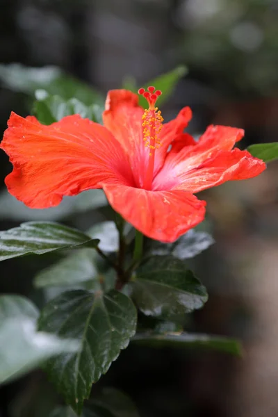 Flores Hibicus Naranja Con Fondo Hoja Verde —  Fotos de Stock