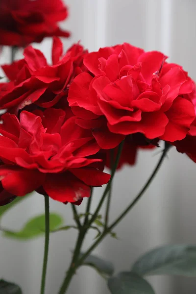 Schöne Rote Rosen Mit Grauem Hintergrund — Stockfoto