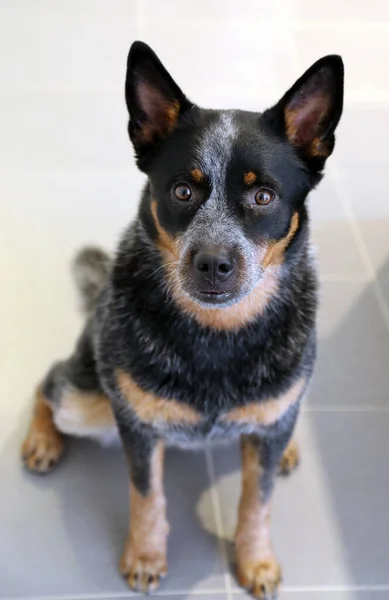 Cane Bestiame Australiano Molto Serio Con Belle Marcature — Foto Stock