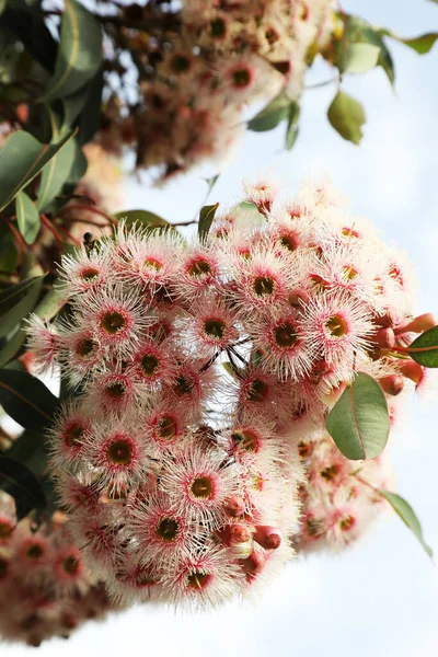 Hermosos Árboles Goma Flores Rosadas Blancas Victoria Australia Con Abejas — Foto de Stock