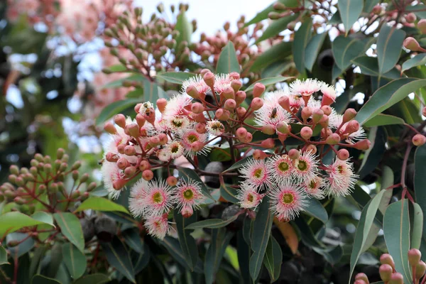 Mooie Roze Witte Bloeiende Kauwgom Bomen Victoria Australië Met Bijen — Stockfoto