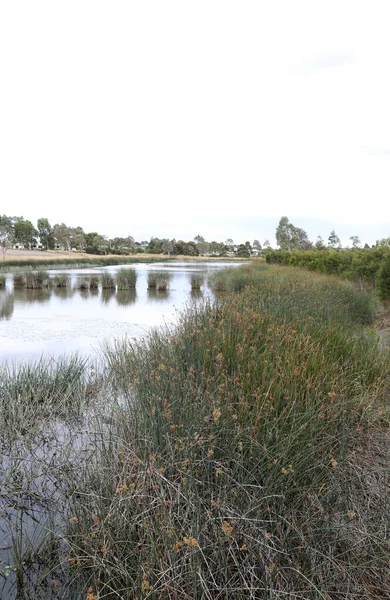 澳大利亚维多利亚州墨尔本东南郊区的湿地 展示树木 — 图库照片