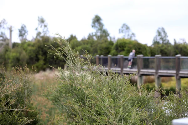 Mokřady Jihovýchodním Předměstí Melbourne Victoria Austrálie Ukazující Stromy Zahrady Jezero — Stock fotografie