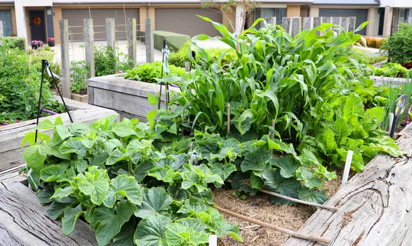 健康的蔬菜园床 有玉米 莴苣和许多绿色蔬菜 — 图库照片