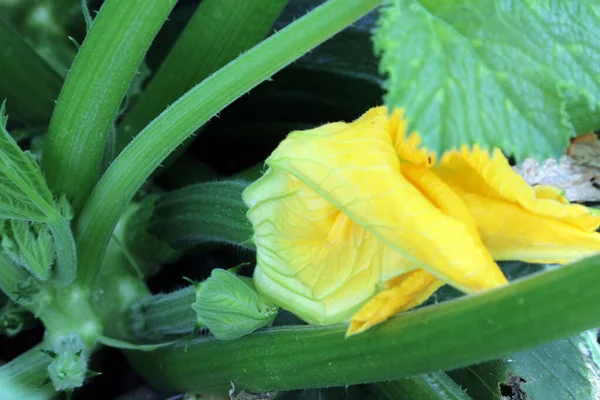 Närbild Zucchini Och Gul Blomma Djupt Inne Bladen Anläggningen — Stockfoto