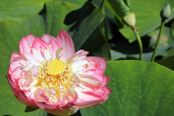 Beautiful Pink Water Lilies Surrounded Green Leaves — Stock Photo, Image