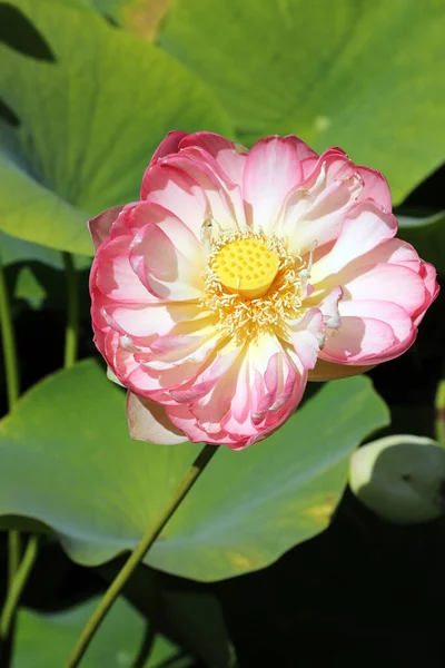 Beautiful Pink Water Lilies Surrounded Green Leaves — Stock Photo, Image