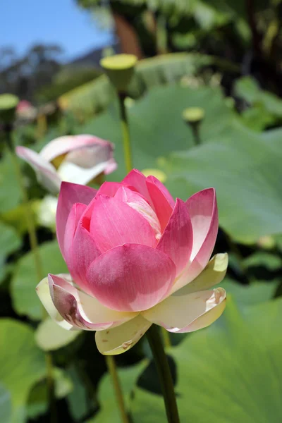 Beautiful Pink Water Lilies Surrounded Green Leaves — Stock Photo, Image