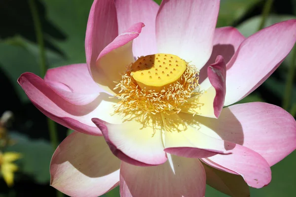 Beautiful Pink Water Lilies Surrounded Green Leaves — Stock Photo, Image