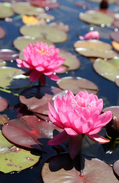 Prachtige Roze Waterlelies Omringd Door Groene Bladeren — Stockfoto