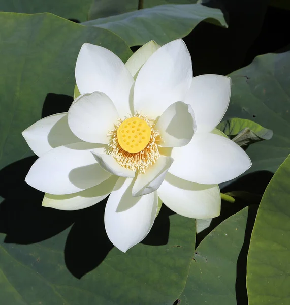 Beautiful White Water Lilies Surrounded Green Leaves — Stock Photo, Image