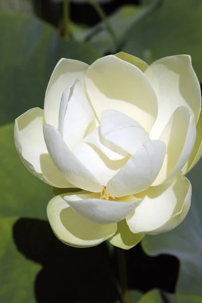 Beautiful White Water Lilies Surrounded Green Leaves — Stock Photo, Image