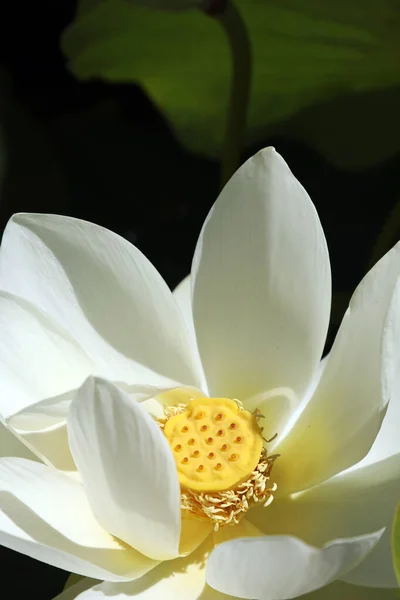 Beautiful White Water Lilies Surrounded Green Leaves — Stock Photo, Image