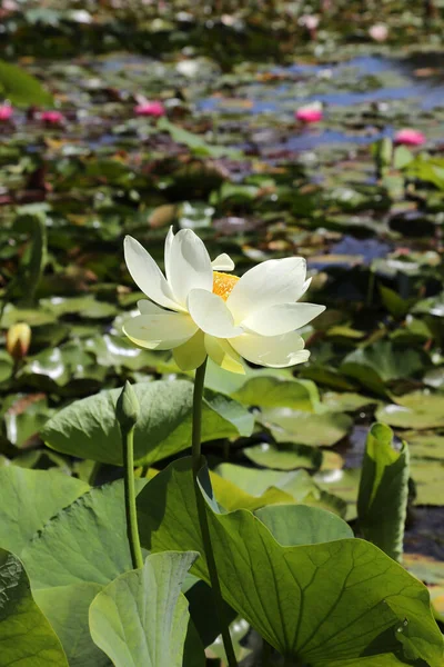 Mooie Witte Waterlelies Omgeven Door Groene Bladeren — Stockfoto