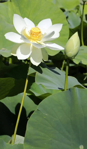 Beautiful White Water Lilies Surrounded Green Leaves — Stock Photo, Image