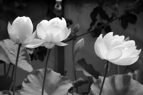 Beaux Nénuphars Blancs Entourés Feuilles Vertes — Photo