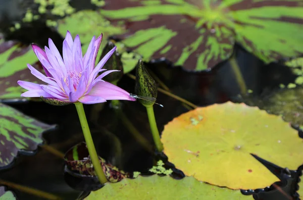 Prachtige Paarse Waterlelies Omringd Door Groene Bladeren — Stockfoto