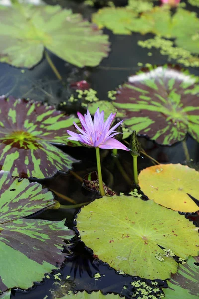 Prachtige Paarse Waterlelies Omringd Door Groene Bladeren — Stockfoto