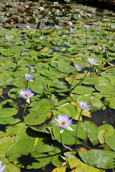 Prachtige Paarse Waterlelies Omringd Door Groene Bladeren — Stockfoto
