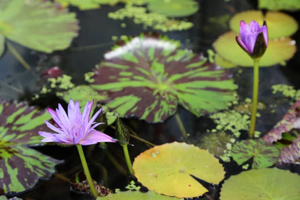 Prachtige Paarse Waterlelies Omringd Door Groene Bladeren — Stockfoto