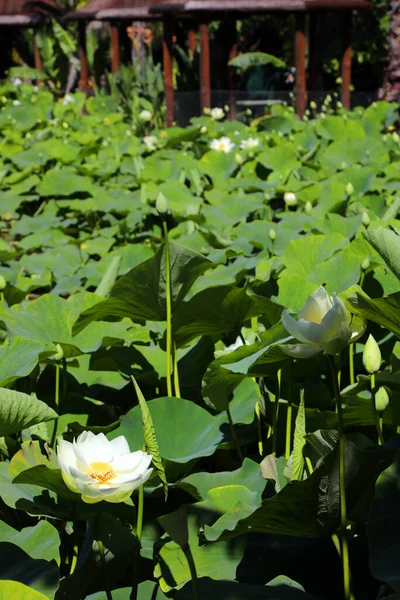 大きな睡蓮の花や木に囲まれたパッドの湖 — ストック写真