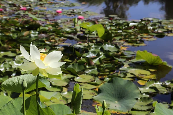 Groot Meer Van Waterlelie Bloemen Pads Omgeven Door Bomen — Stockfoto