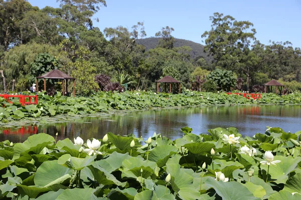 Large Lake Water Lily Flowers Pads Surrounded Trees — Stock Photo, Image