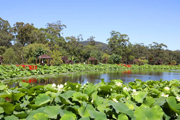 Large Lake Water Lily Flowers Pads Surrounded Trees — Stock Photo, Image