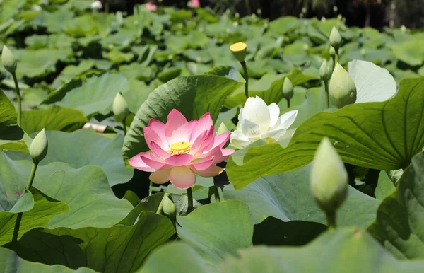 Large Lake Water Lily Flowers Pads Surrounded Trees — Stock Photo, Image